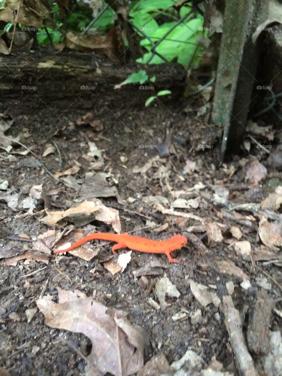 Red Dog Salamander