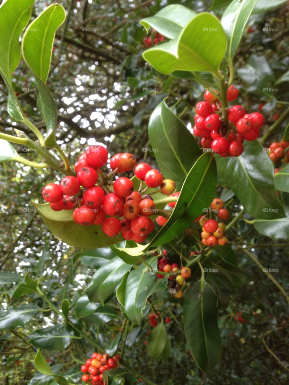 Holly berries