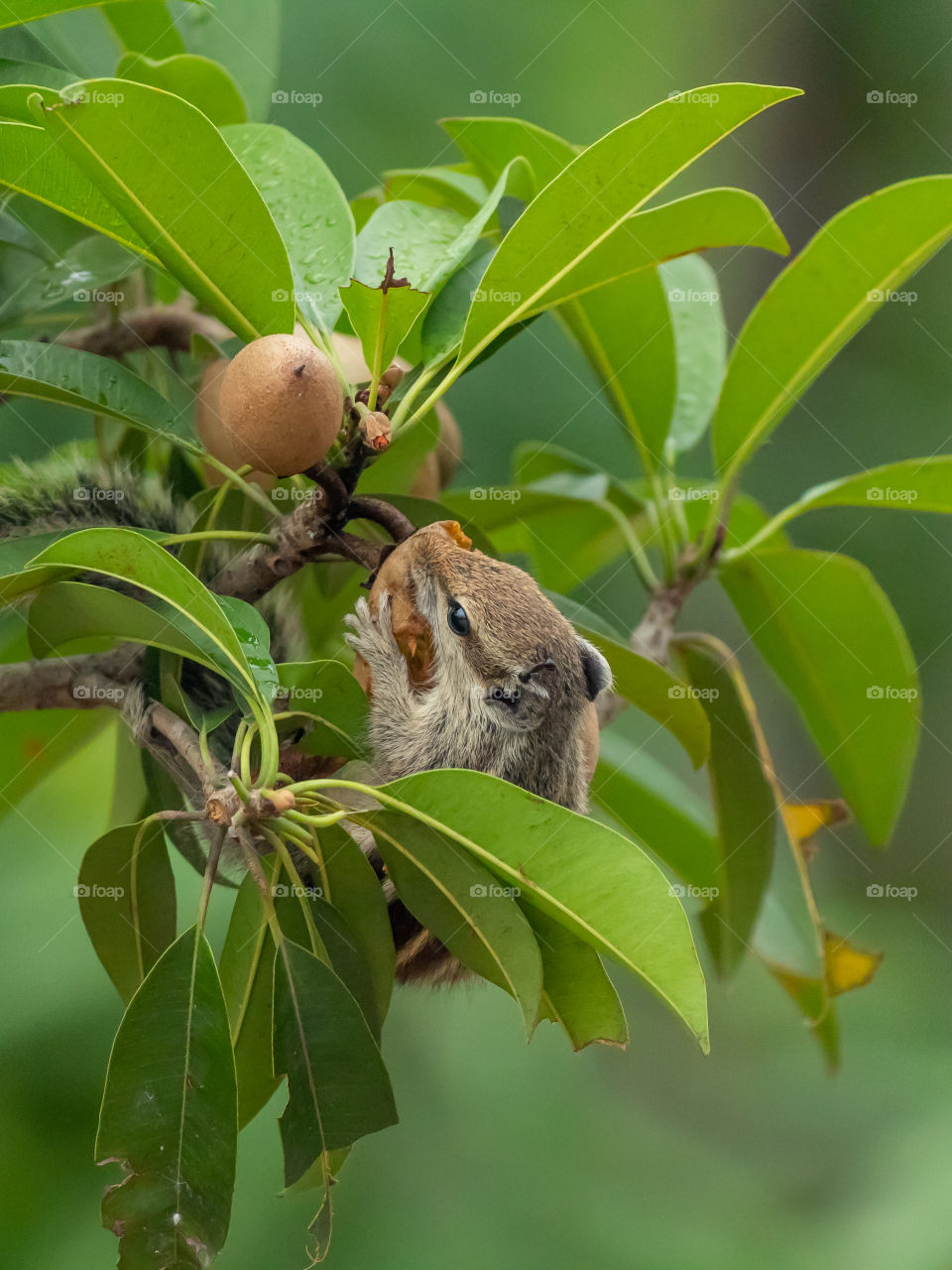 Cute Squirrel