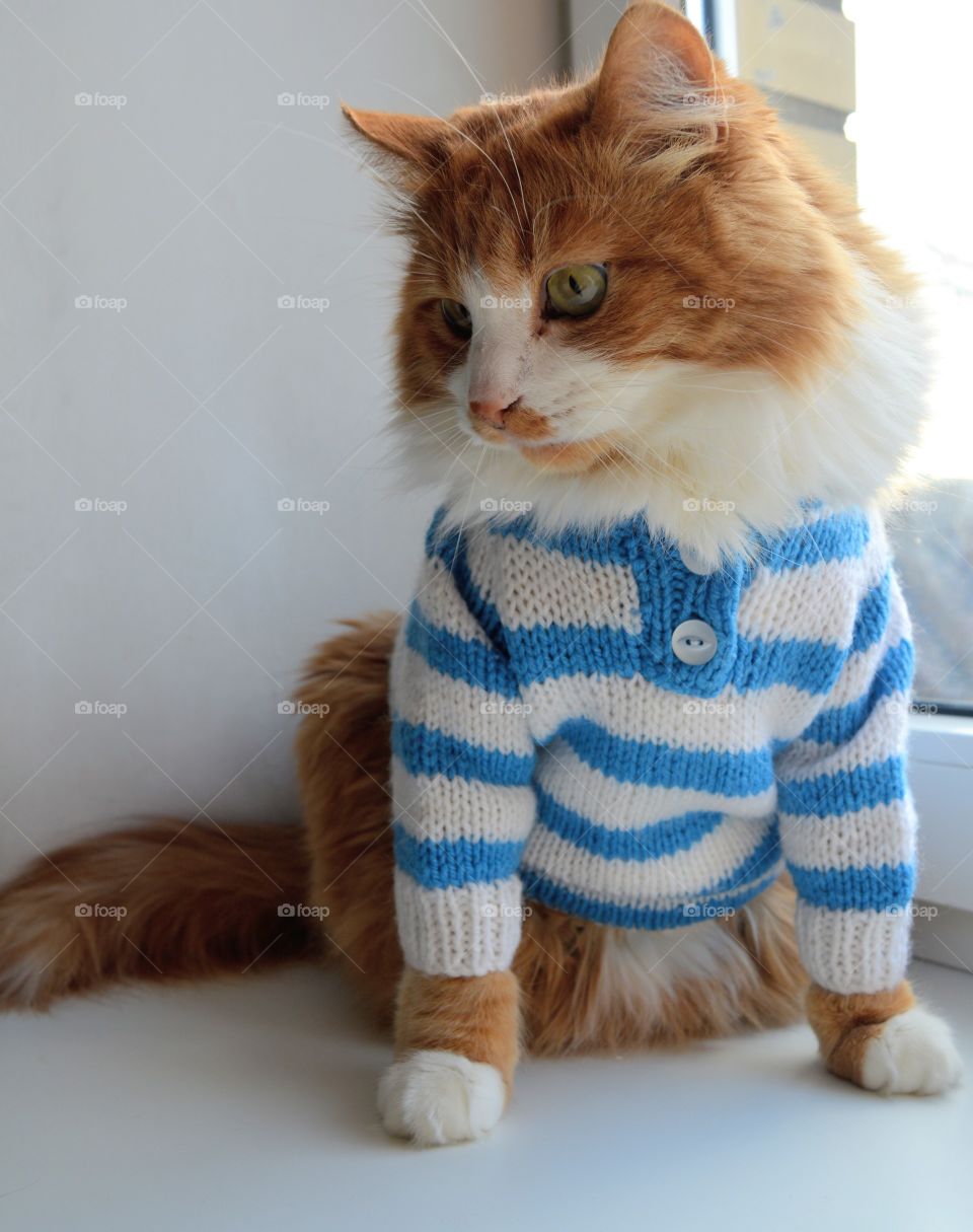 red cat in a striped sweater sitting on the windowsill home