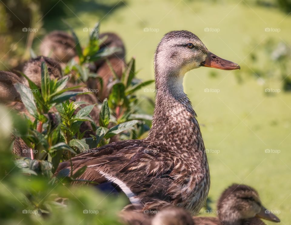 Duck family at the pond