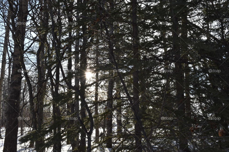 Morning sunshine through the trees 