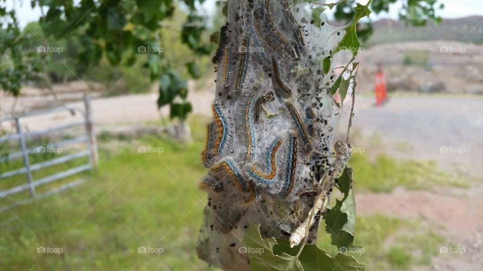 caterpillar nest