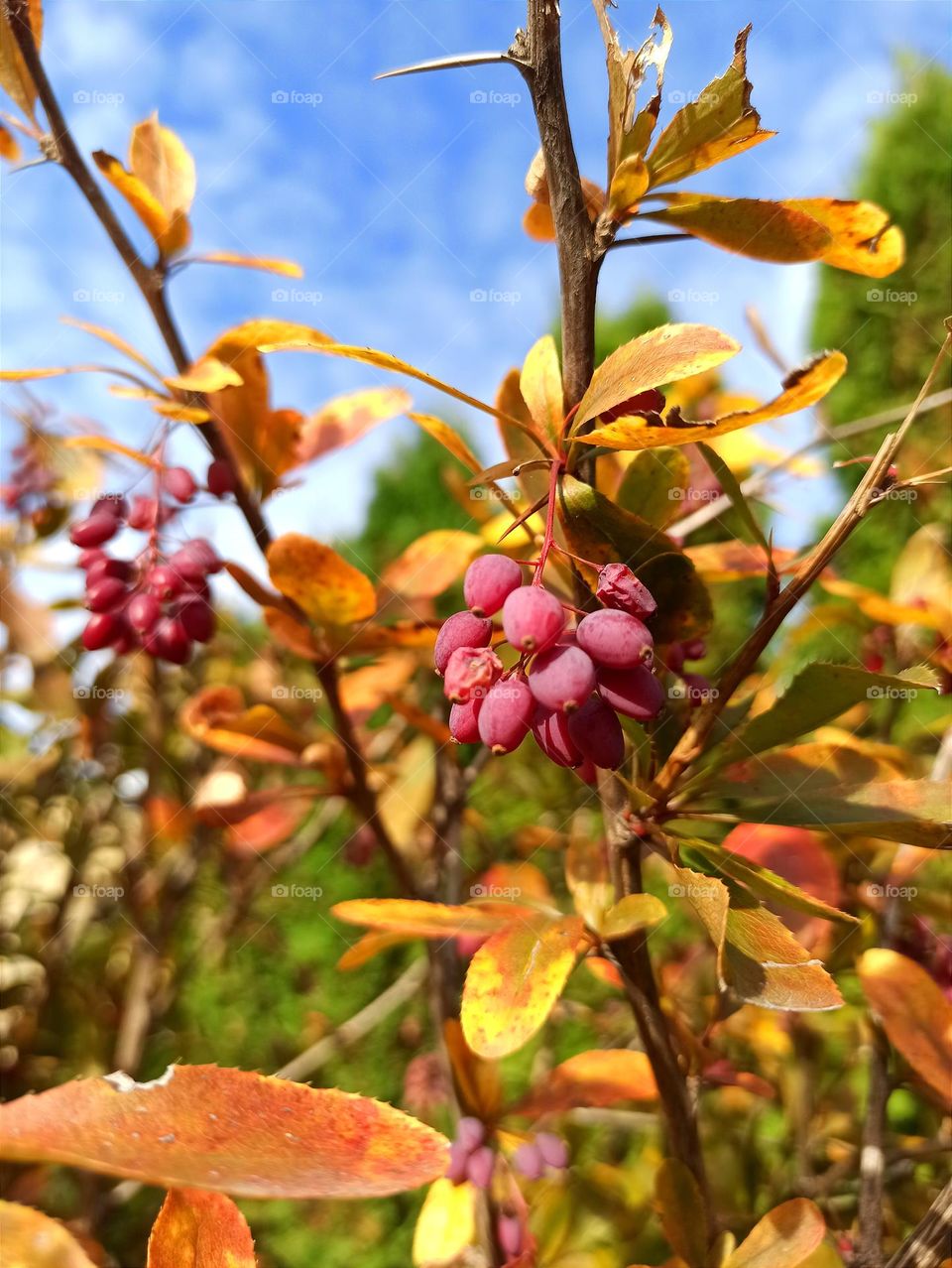 Fall Wins! (Bonus Exclusive Mission)