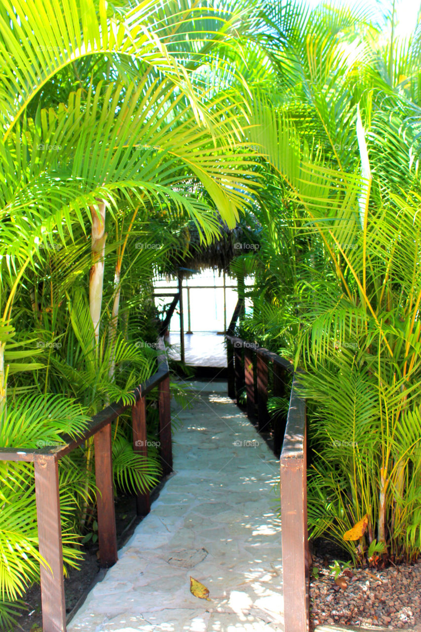 green palm foliage dominican republic by lagacephotos