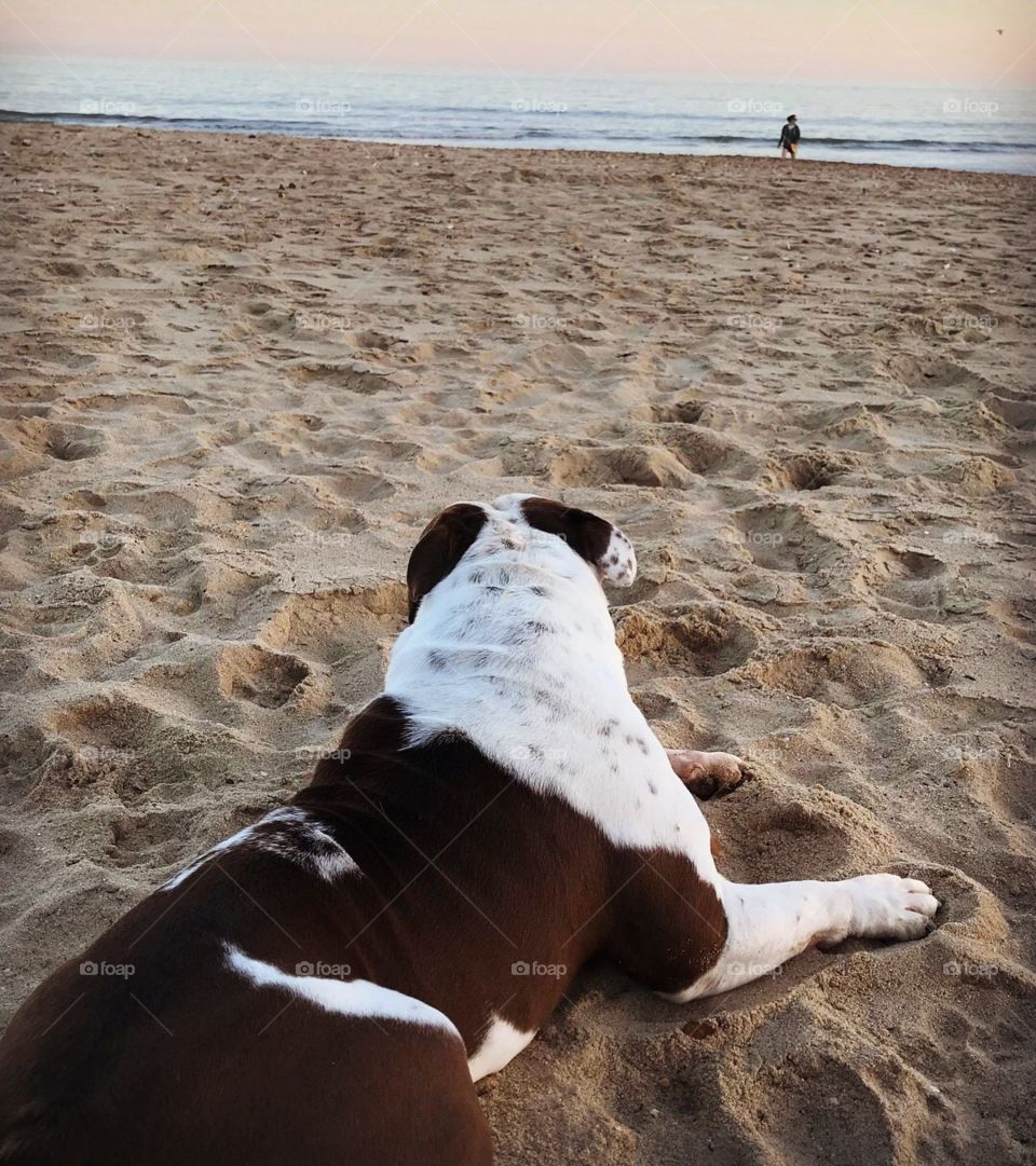 Beach pup 