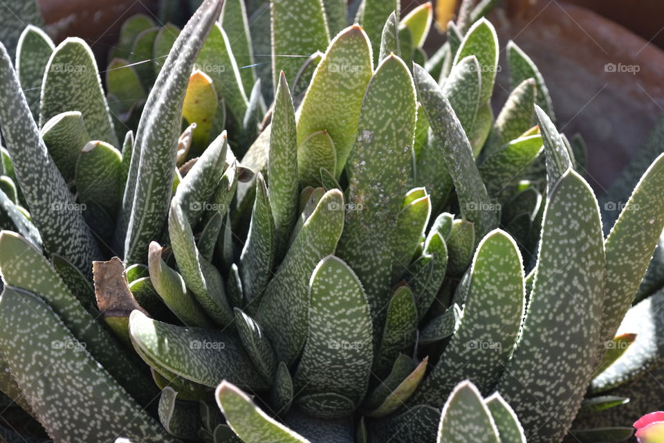 green plant on my balcony