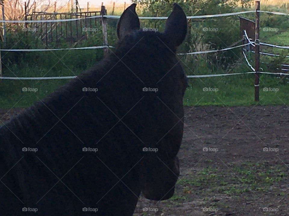 Horse head from the back