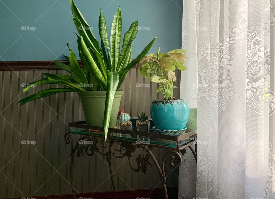 An arrangement of a snake plant (also known as “mother-in-law’s tongue”, small cactus and succulents, and a pink coleus plant on a glass-and-metal plant stand by a window with a lace curtain in a vintage-style home