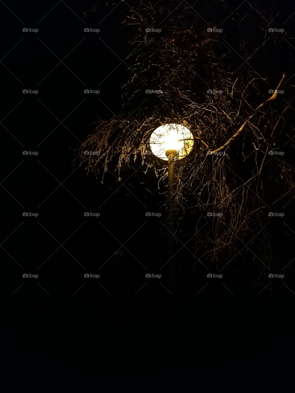 Streetlamp and leafless tree branch at night, eerie picture
