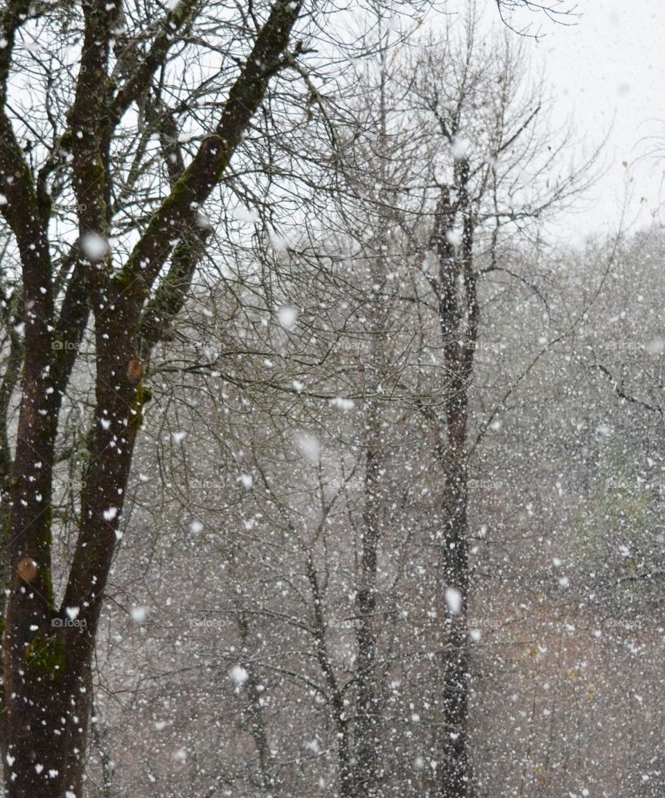 snowflakes in the trees