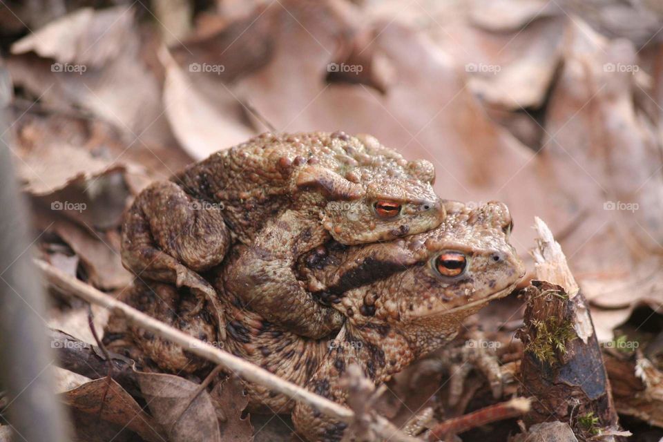 Big frog and little frog starting spring together. Those brown eyes are mesmerizing!