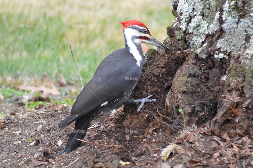 Woodpecker 