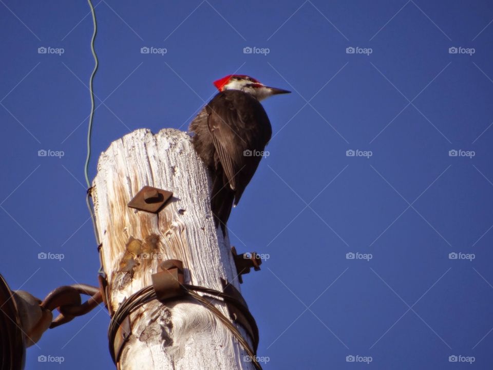 Woodpecker on power line. Walking down the bike trail I heard a pecking noise up above and looked up to see this Pileated Woodpecker