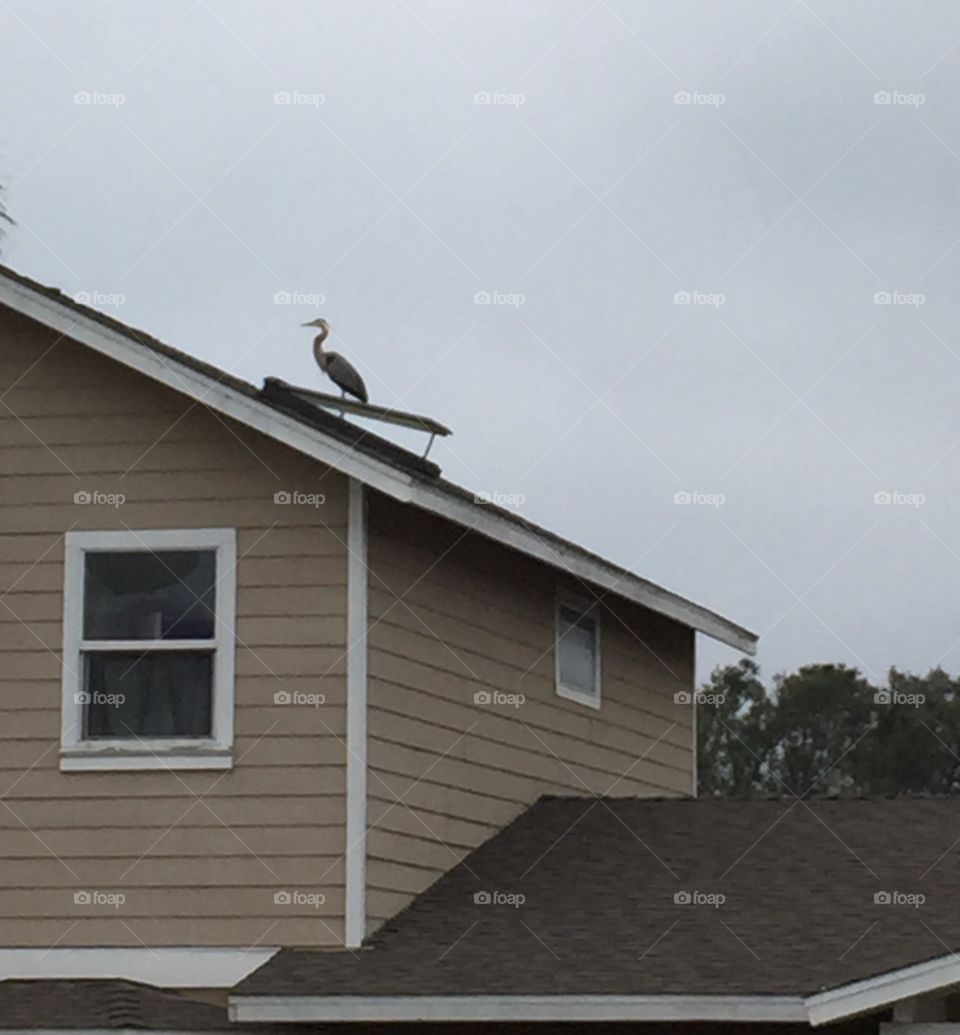 Crane on a roof. I looked out my window and saw crane perched on my neighbors roof. 