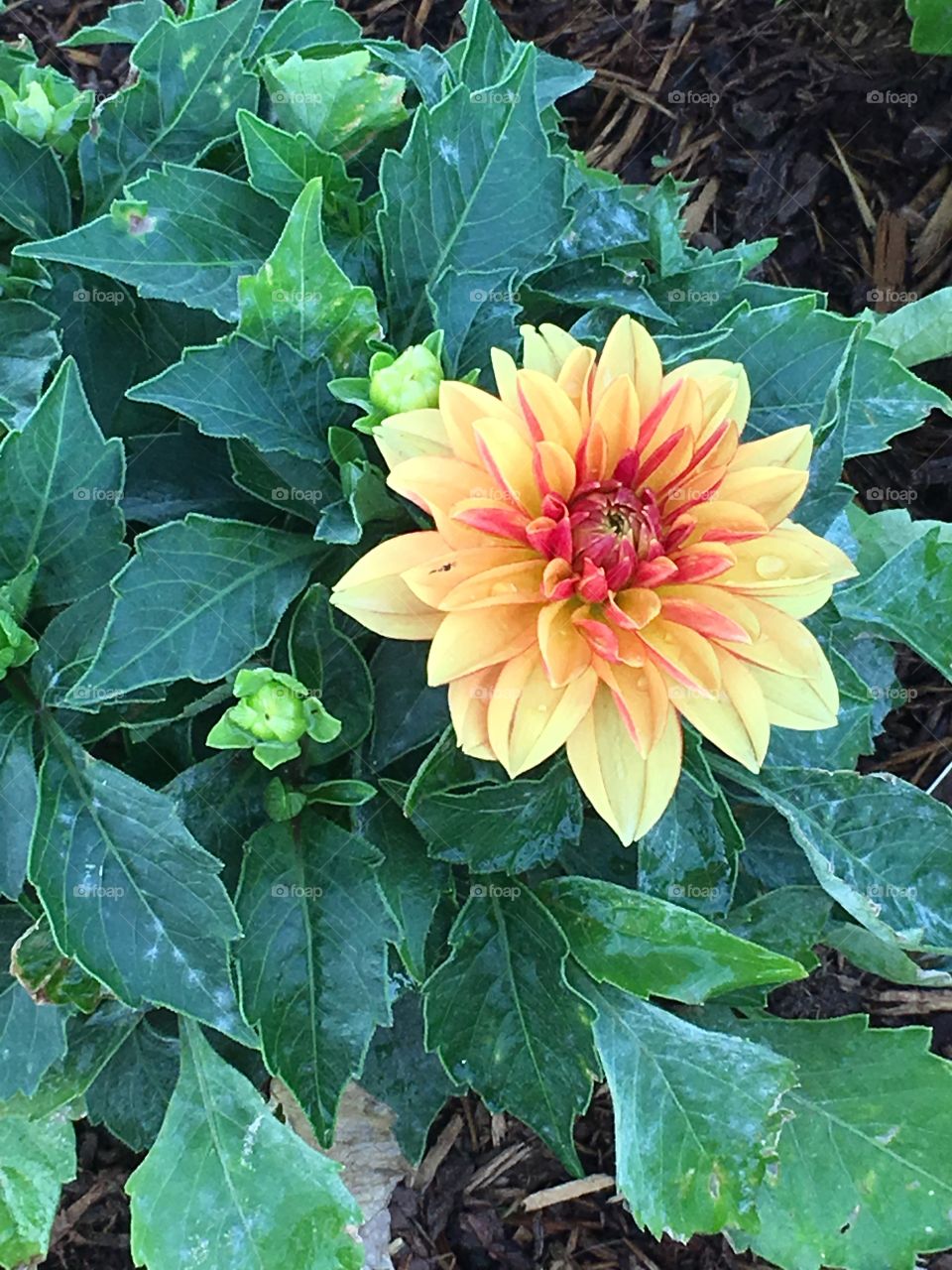 Orange flower