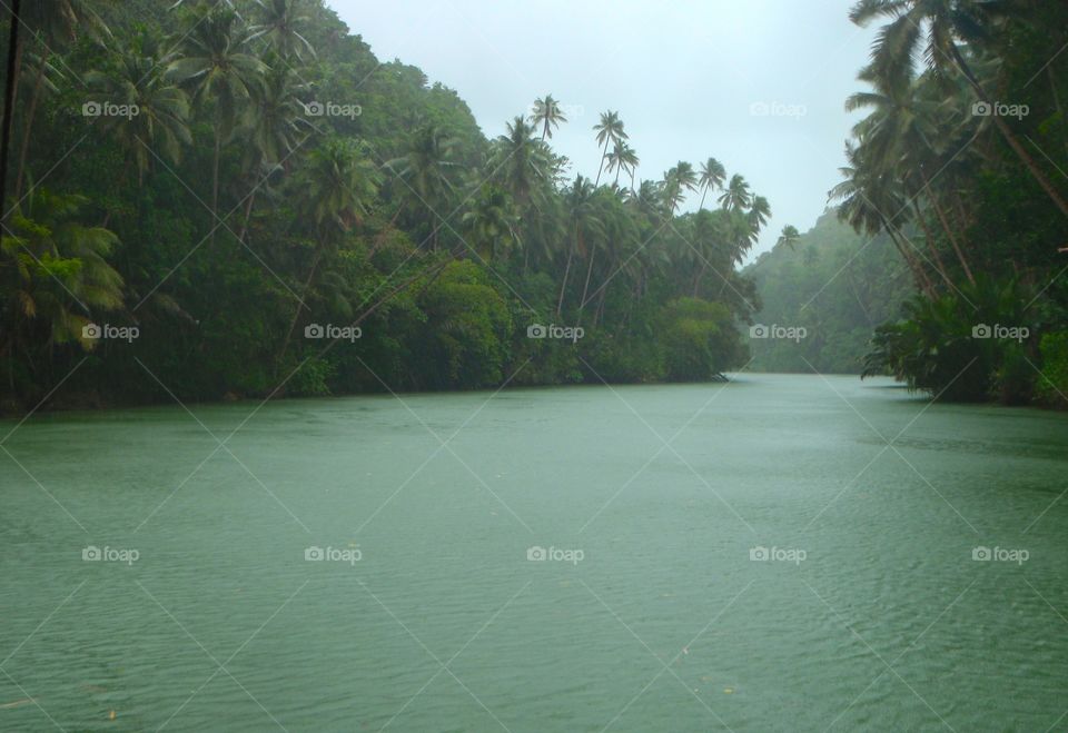 Tree, Water, Tropical, Beach, Island