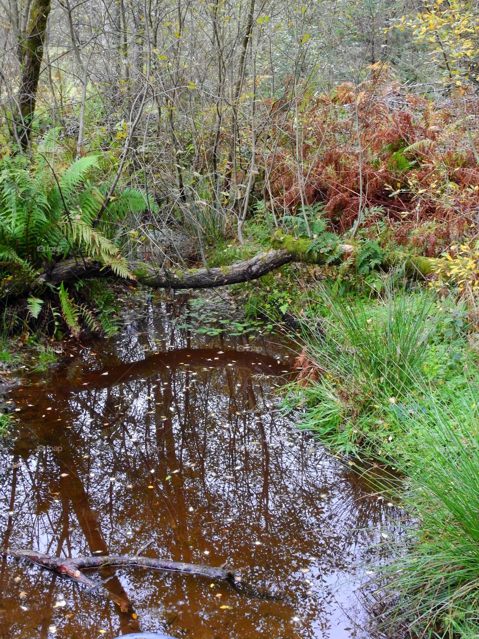 Forest in reflection