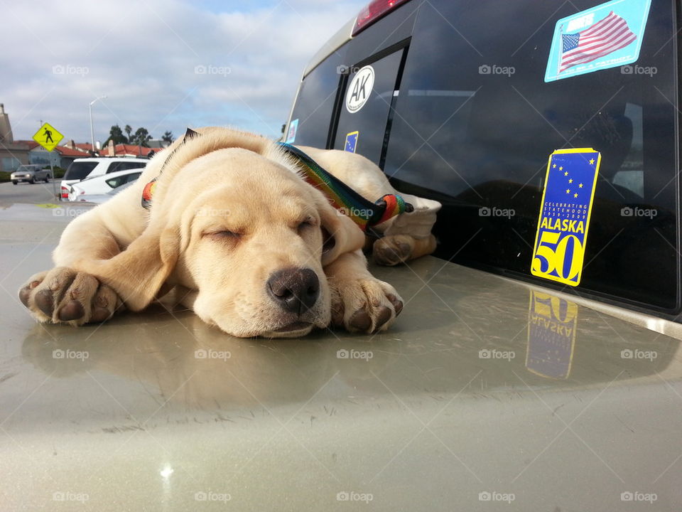 puppy on truck