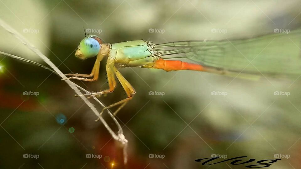 Beauty Fly