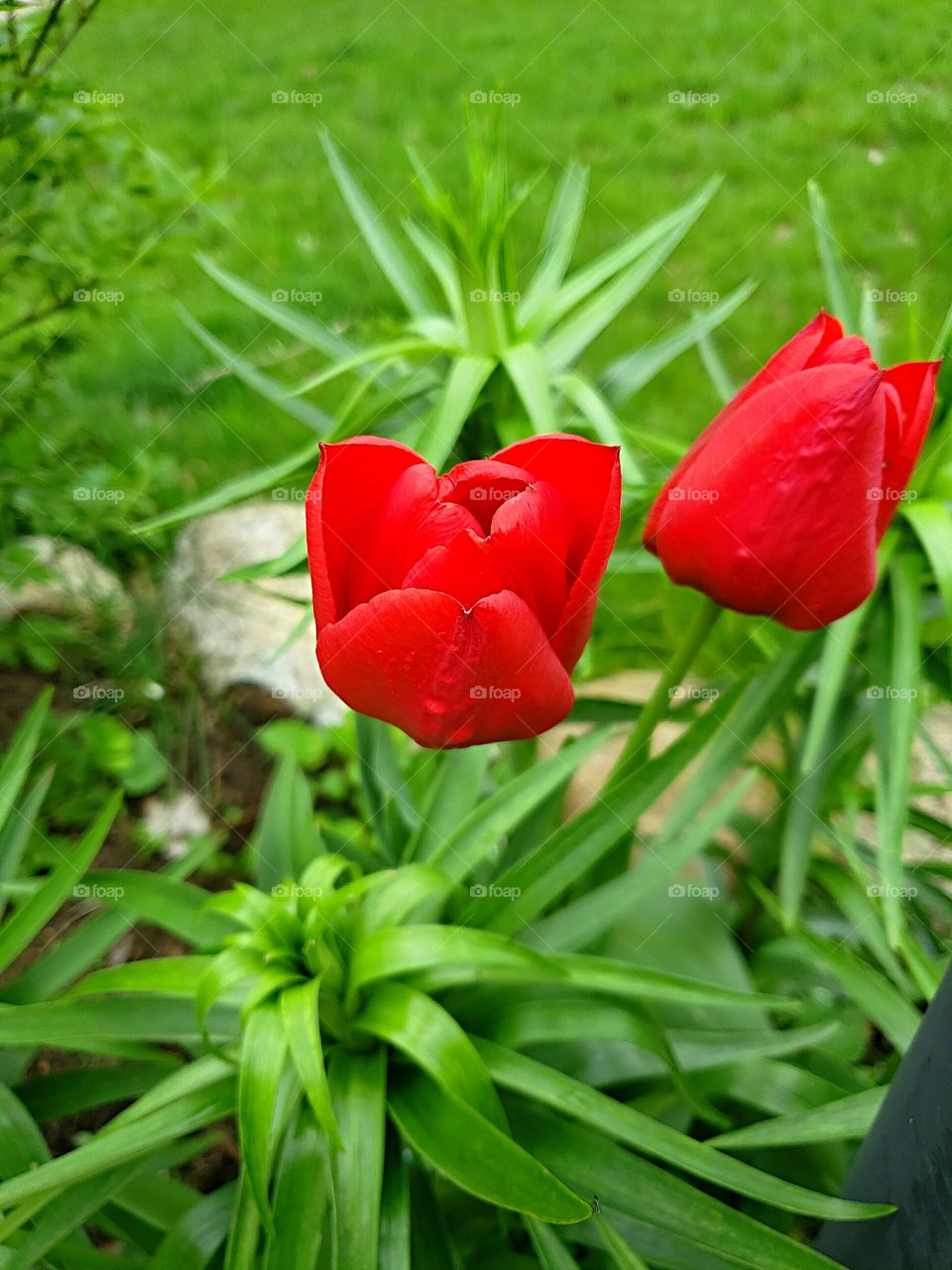 red tulips in the spring