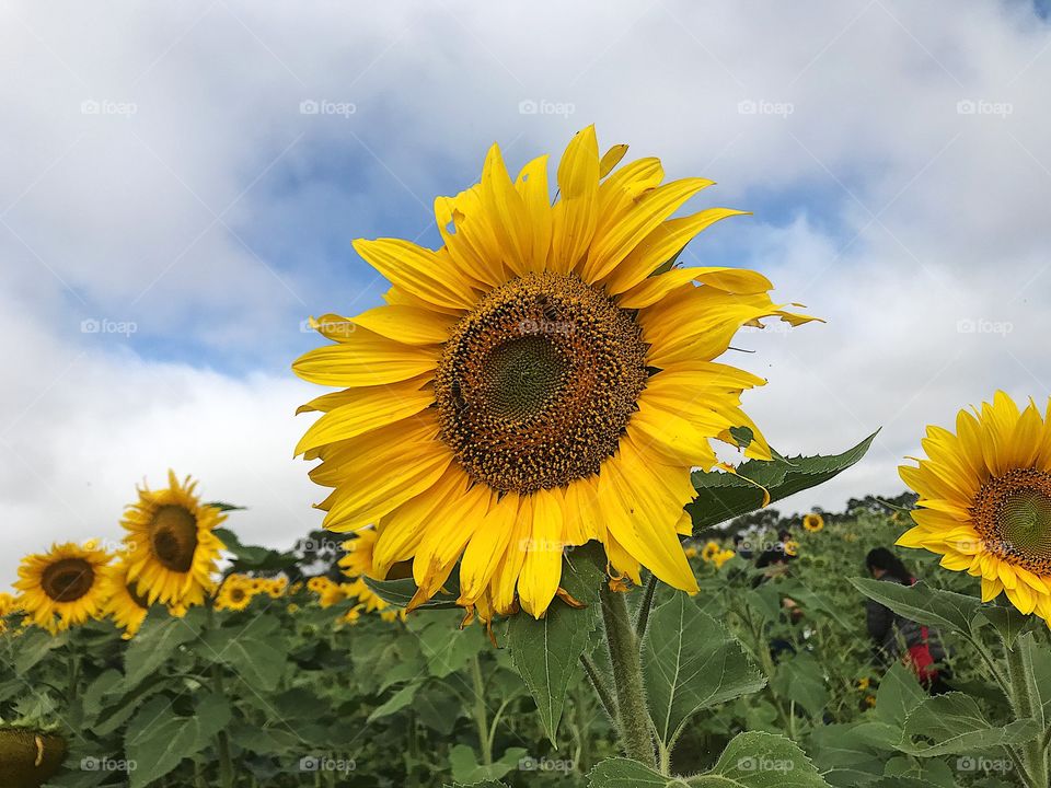Sunflower Farm, Victoria, Australia