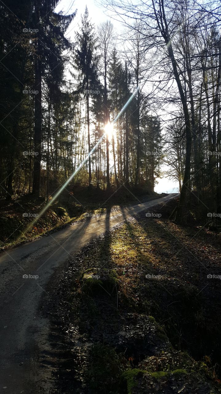 Sunny wood in winter