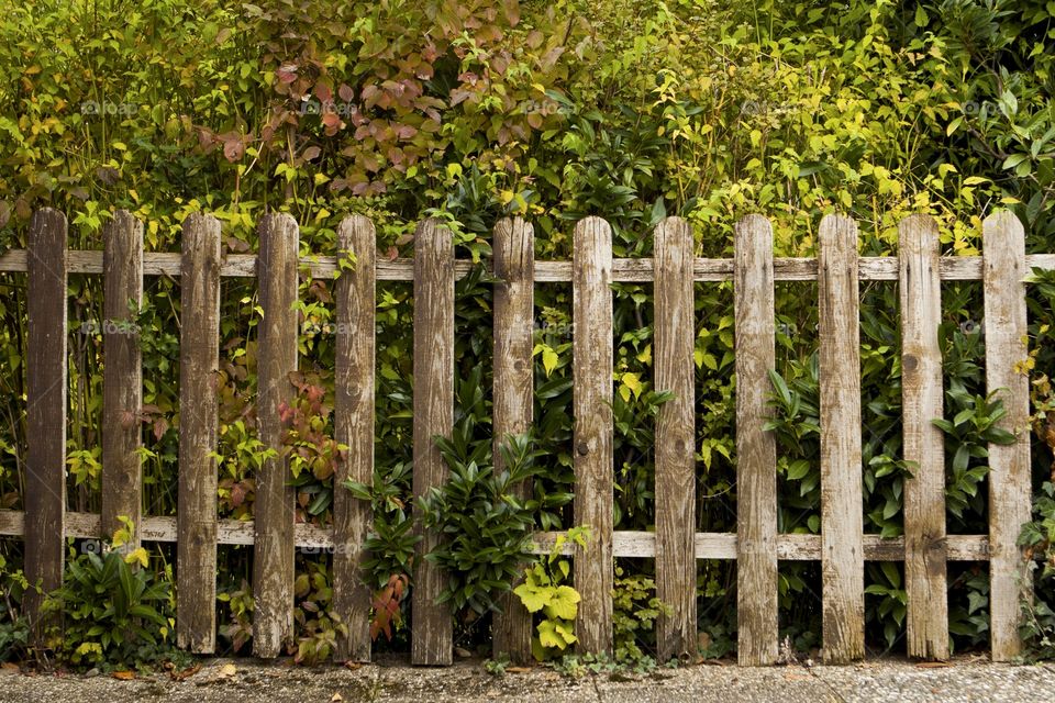 Fence, Wood, Garden, Outdoors, Nature