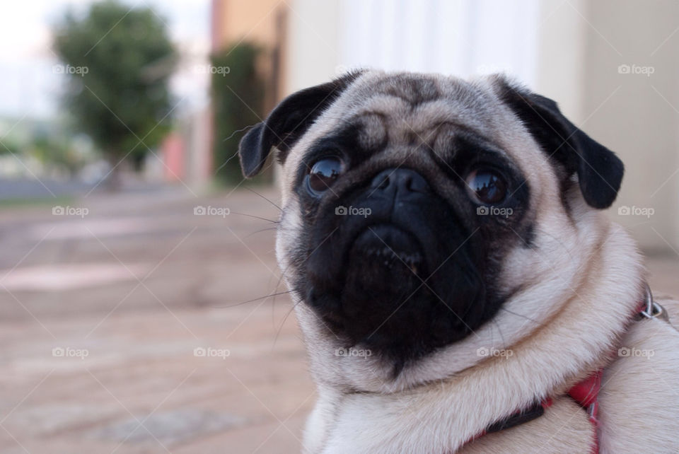 Staring pug. My dog staring my camera. 
