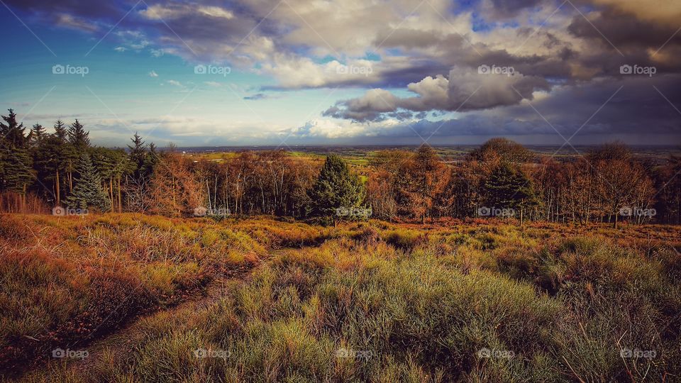 Trees in forest with conifer evergreen trees in late Autumn / early winter. View over moorland and heathland. 