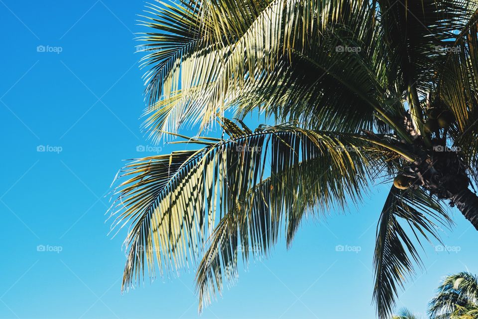 Palm tree 