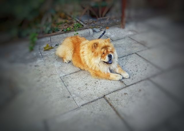 chao chao dog собака чао чао