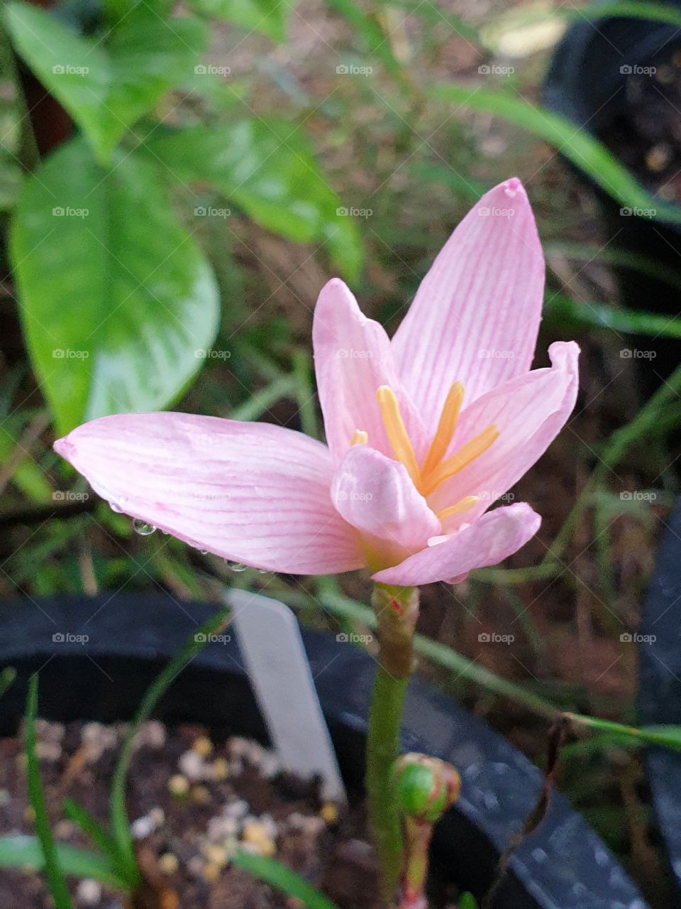 the beautiful rain lily in Thailand