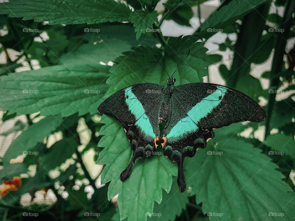 Gorgeous butterflies