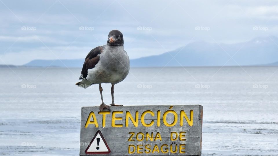 The guardian of the wooden sign.