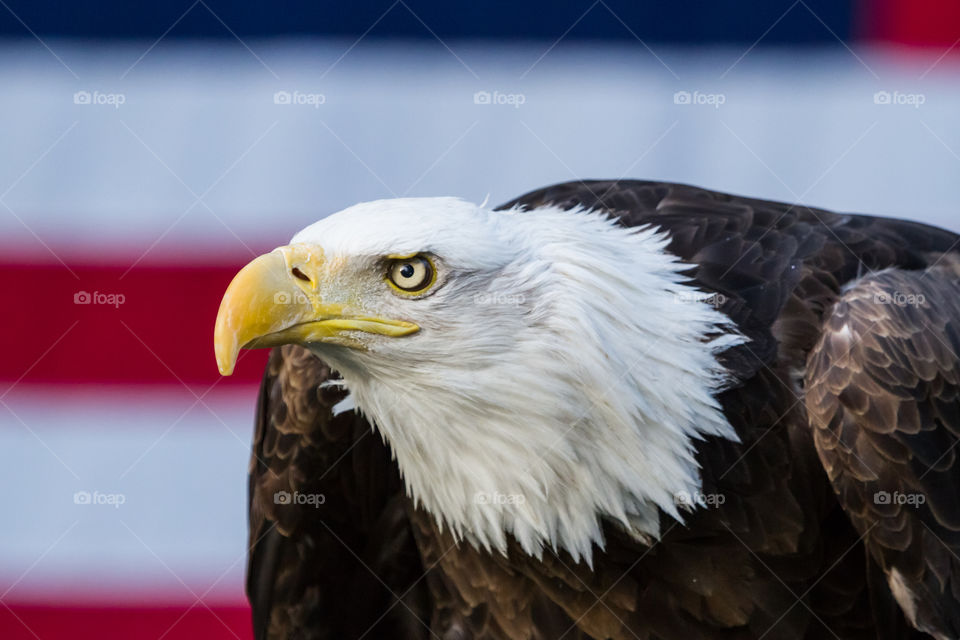 Headshot of bald eagle in front of stripes of the American Flag.