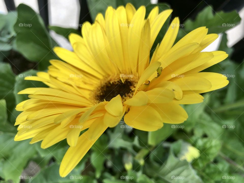 Yellow daisy flower in backyard container patio plants blooming with center focus and petal details with leaves and foliage in the background