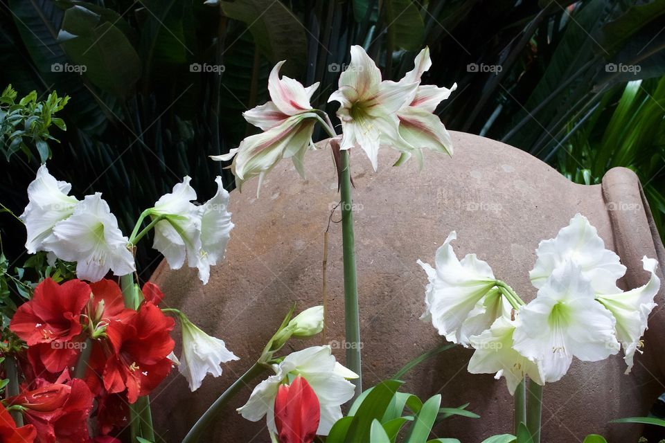 Amaryllis 