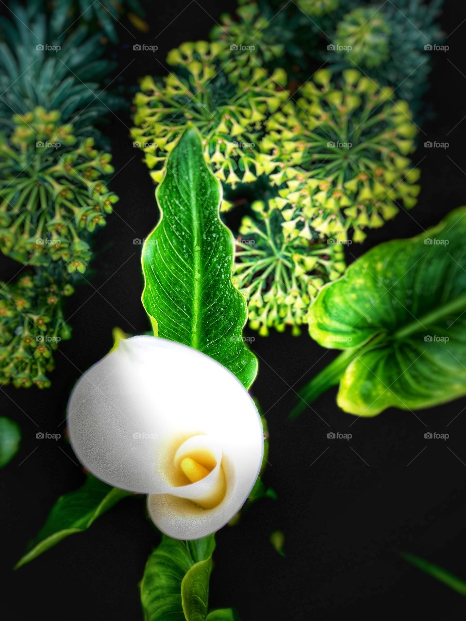 Beautiful Botanicals! Pure White Cala Lily!