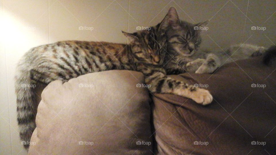 Kitty relaxation twinning