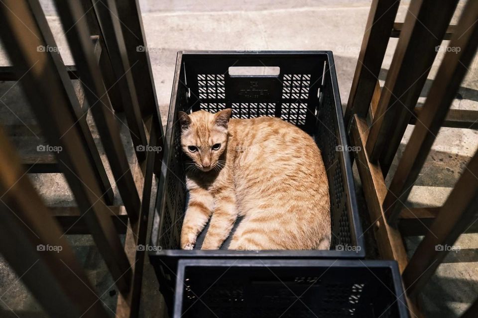 Life and art in visual impressions