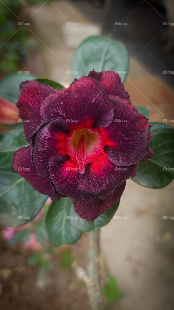 black desert rose