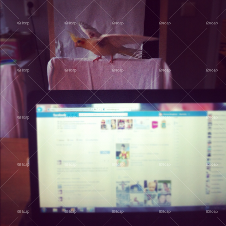 flying bird computer laptop by sommar06