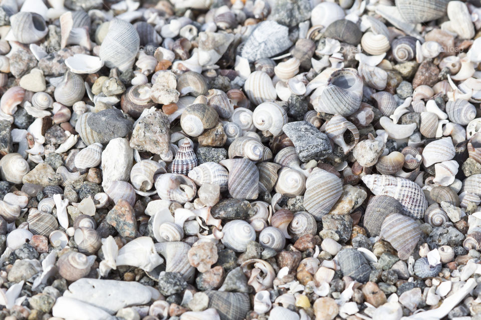 Seashells 