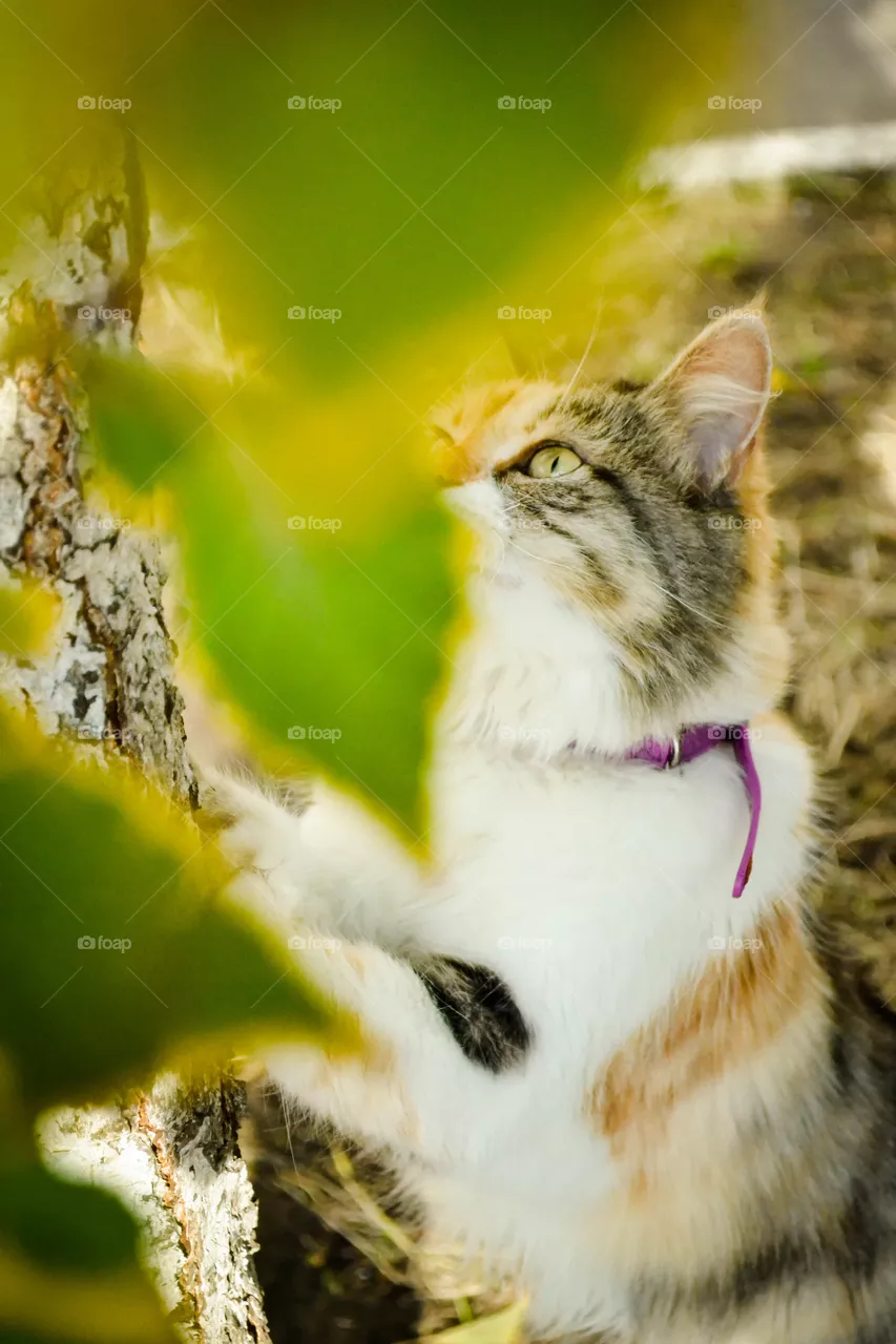 cat, leaves, autumn ;)