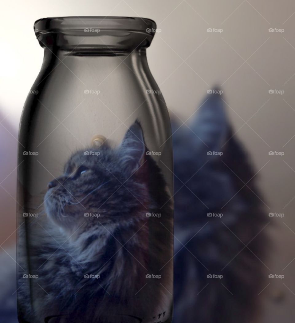 Kitten milk bottle