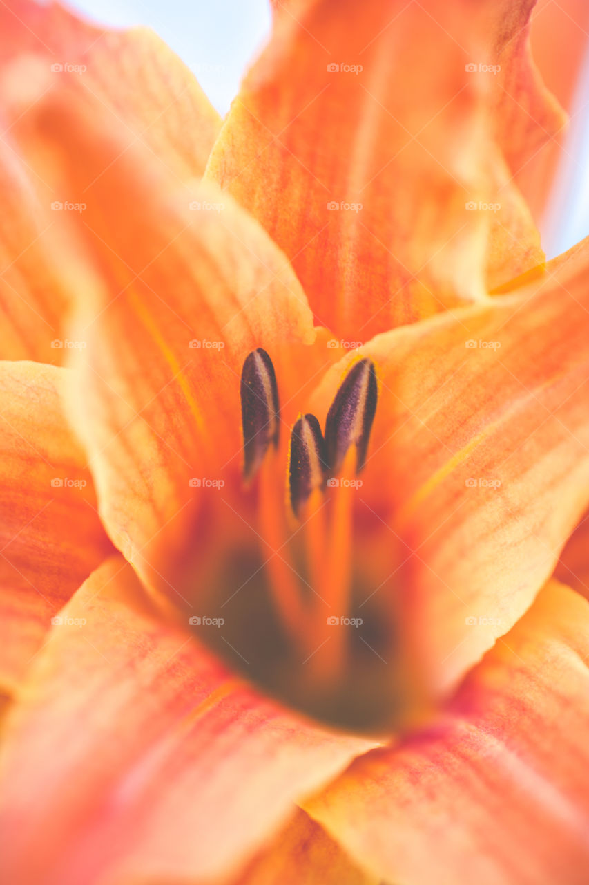 Macro of Stamen Inside an Orange Lily