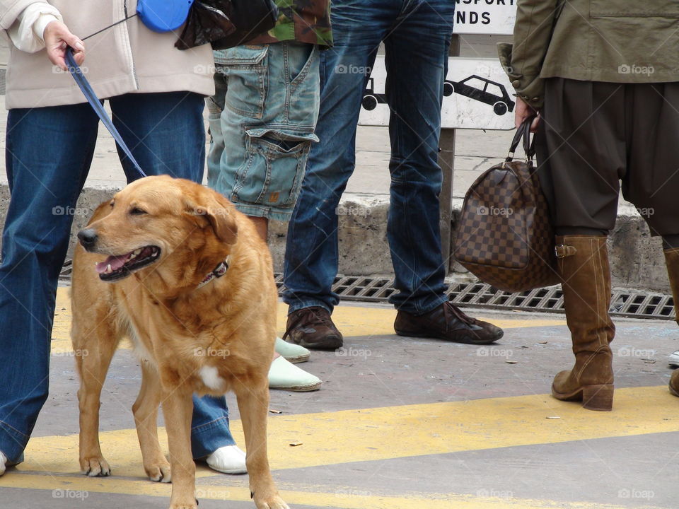 Walking the dog in the port of Saint Tropes 