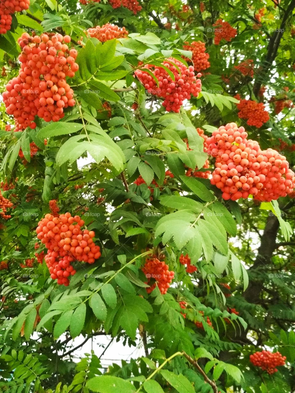 Гроздья рябины