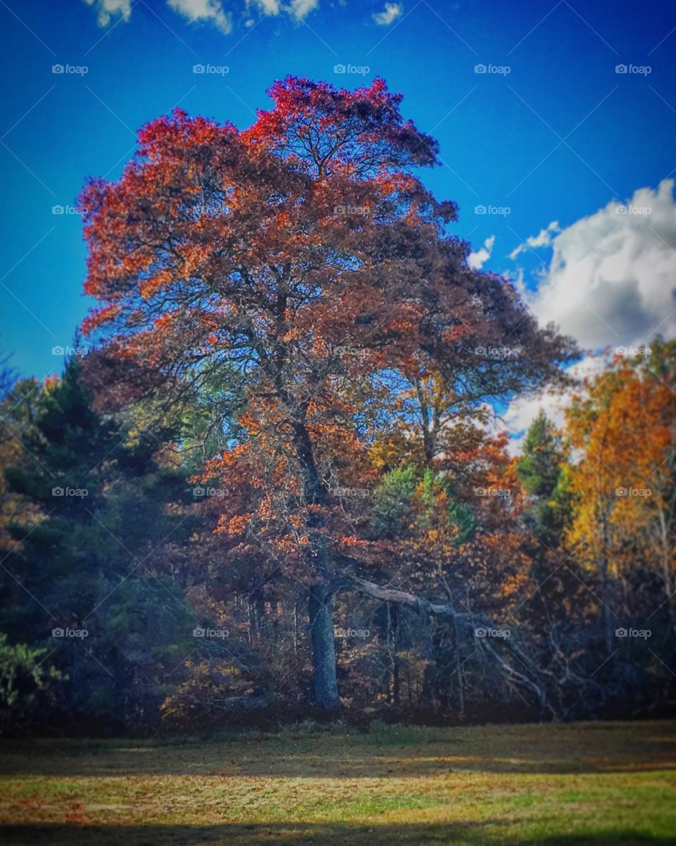 Branches that stretch as far as the roots..